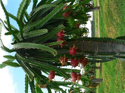 Polynesian Produce Stand : 30 LIVE Seed PINK DRAGON FRUIT Pitaya Cactus ...