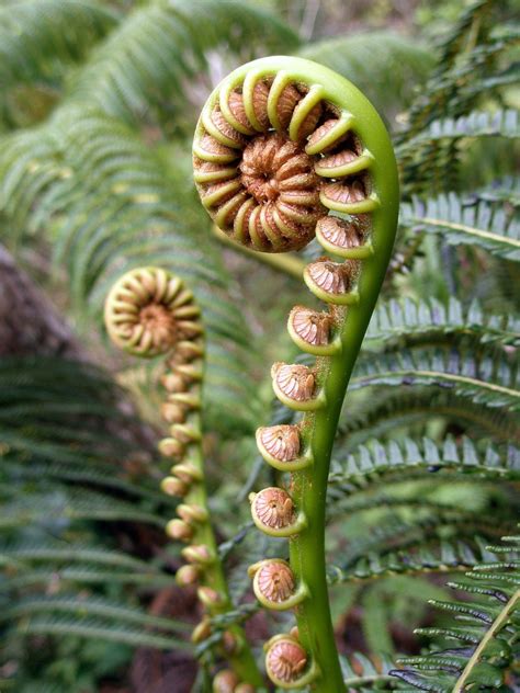 Hapu`u ~ Hawaiian Tree Fern ~ Cibotium menziesii - Hapu`u - Hawaiian Tree Fern - Cibotium ...