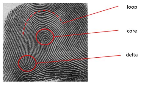 Fingerprint Classification Based on Deep Learning Approaches ...