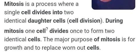 In mitosis, how many cell divides into daughter cells? - Brainly.in