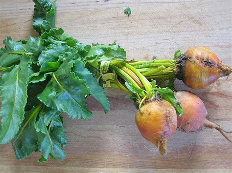 Types of Beets and Uses