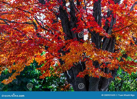 Changing Color Season in New Brunswick, Canada Stock Image - Image of ...