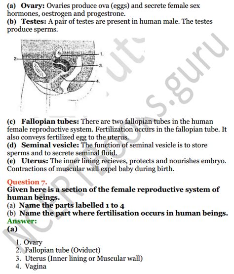 Image result for Reproduction in Humans Class 8 ICSE