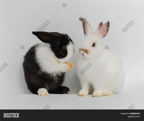 Baby Black And White Rabbits