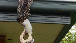 Python Eats Eagle 的图像结果