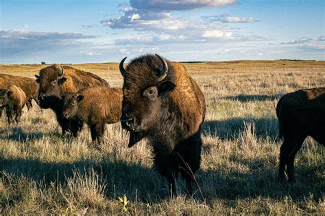 Bison Tour Gift Card — Golden Prairie Bison