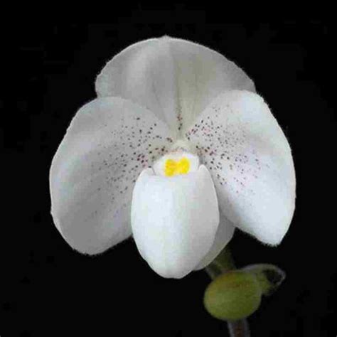 Paph. thaianum X Paph. Greyii – EXOTICA ORCHIDS