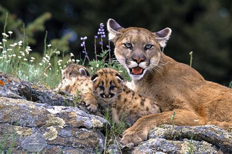 Mountain Lion