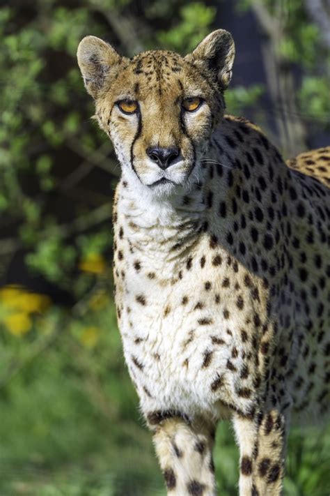 Download wallpaper 800x1200 cheetah, big cat, predator, animal, wild ...