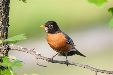 What Do Robins Do In Spring at Dale Armour blog