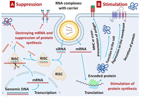 Pharmaceutics | Topical Collection : Feature Papers in Nanomedicine and ...