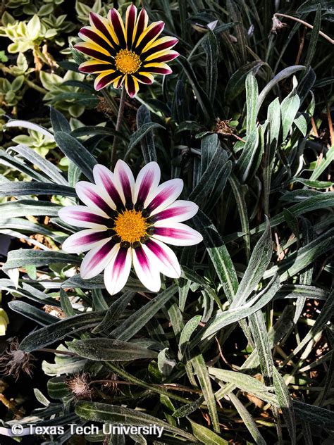 Gazania, Treasure Flower | Herbaceous Plant Finder | Comprehensive Landscape Plant Directory ...