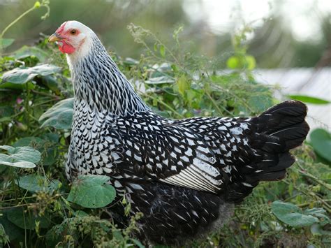 Silver Laced Wyandotte Chicken