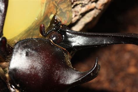 Male Japanese rhinoceros beetle (Allomyrina dichotoma) eating some ...