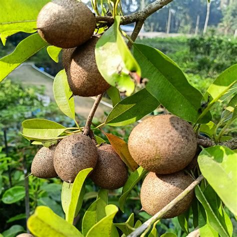 Online plant bazar All Time Kalapatti Sapota Chiku Sapodilla Naseberry ...