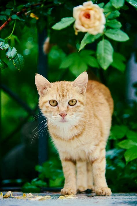 Cat With Rose Flower Photos, Download The BEST Free Cat With Rose ...