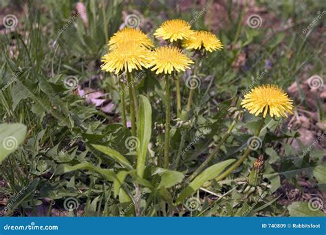 Dandelion Weeds stock image. Image of thrive, yellow, choke - 740809