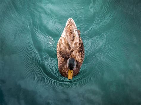 Download wallpaper 1600x1200 duck, bird, water, swim standard 4:3 hd ...