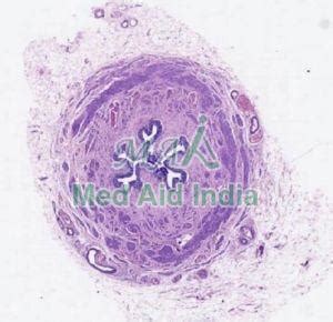 Cheek Histology Slide Manufacturer, Supplier from Noida