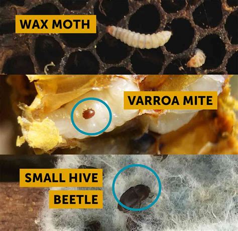 Image result for Beekeeping Tutorial