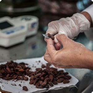 Buy Organic Peruvian Raw Cacao Powder (Unsweetened) | Tree Foods ...