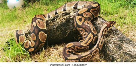 Image result for Wild Royal Python
