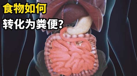 食物如何转为粪便？动画3D演示全过程，一分钟带你了解消化系统