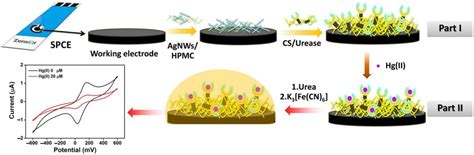 A Disposable Electrochemical Biosensor Based on Screen-Printed Carbon ...