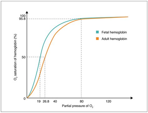 Why is the oxygen dissociation curve S shaped?