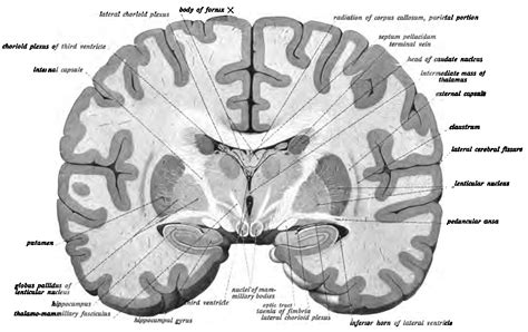 Nucleus Basalis Of Meynert Cross Section