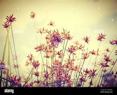 Image result for Diffusion Filter Flower Images