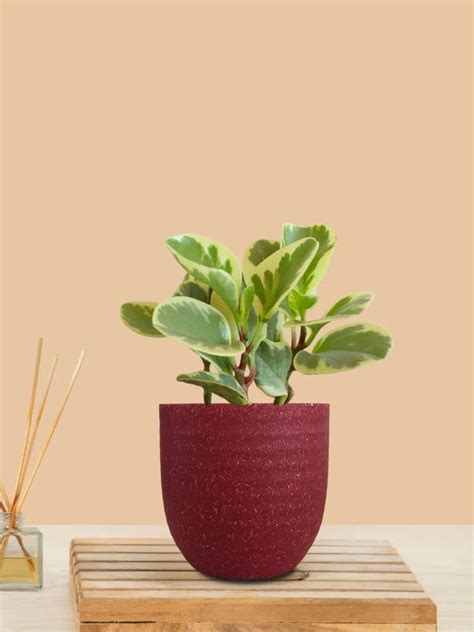 Buy Table Plants Online | Tabletop and Desk Plants by Greenkin