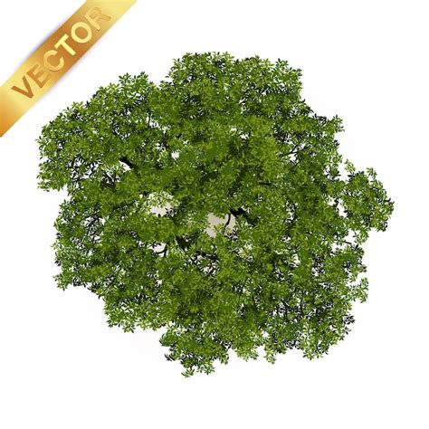 Tree from above Vectors - Download Free High-Quality Vectors from ...