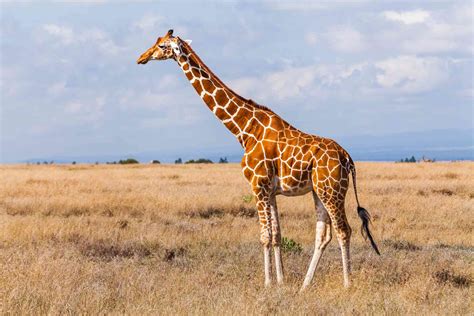 11 Animals That Live in the Savanna