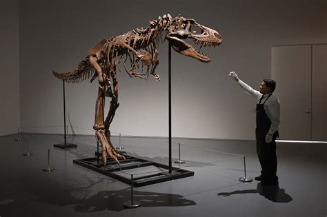 美国将拍卖霸王龙近亲的骨架，估价约为5000万元_戈尔冈龙_化石_恐龙