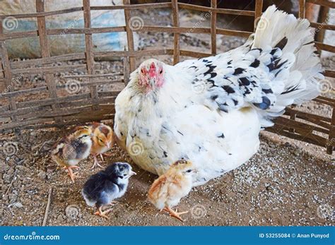 White Hens and Chicks in Chicken Coop Stock Photo - Image of chickens ...