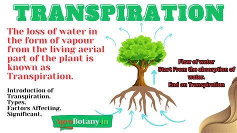 What is Transpiration in Plant? - Agrobotany - AgroBotany: Agricultural ...