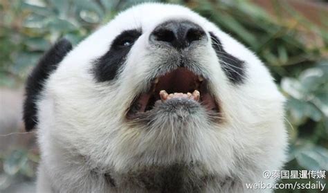 泰回应熊猫“烂牙”：从小缺钙 与所喂竹子无关_国际新闻_环球网