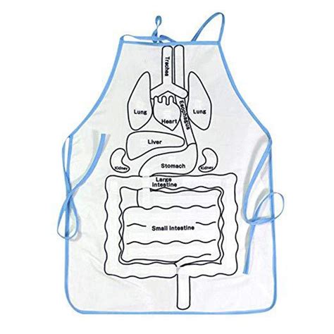 Buy Kindergarten Teaching aids Human Internal Organs, Learning The ...