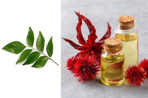 Top Ayurvedic Hair Mask Recipes for Hair Growth, Dandruff, Dryness ...