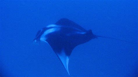 Photos: This amazing Amazon reef could significantly reduce carbon on Earth