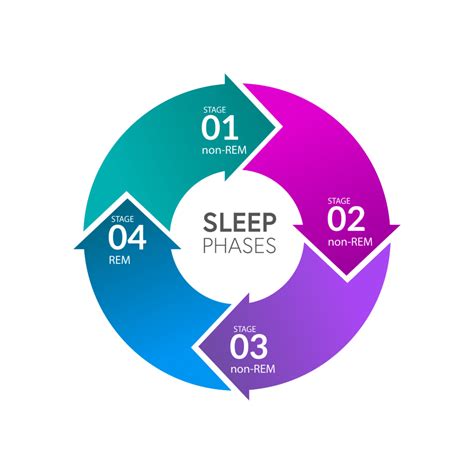 Sleep Cycles & Stages: What You Need to Know | AlignLife