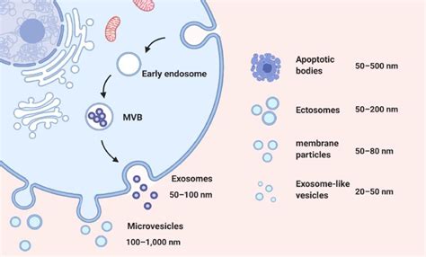 Extracellular Vesicles New Mechanism For Mitochondrial Elimination Via