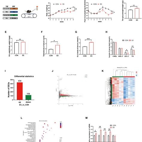 High Intensity Aerobic Exercise 的图像结果