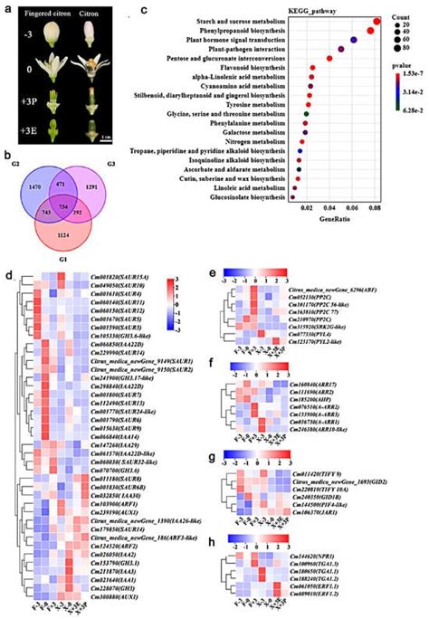 Transcriptome Analysis and Phytohormone Profile Reveal Core ...