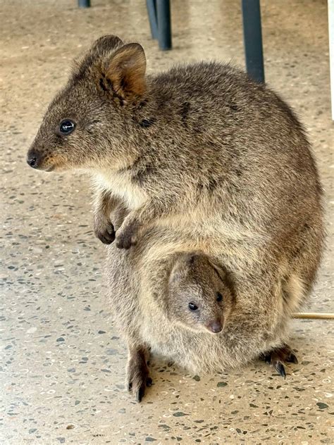 The World's Happiest Animal? How To Meet Australia's Smiling Quokkas