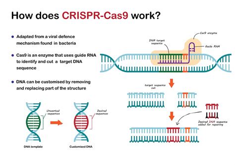 Spotlight on CRISPR-Cas9
