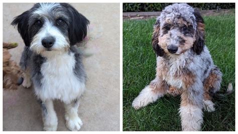 mini Australian Mountain Doodles-Gracie and Jasper - Quartz Mountain ...