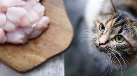 Can cats eat raw chicken or fish? - Catit