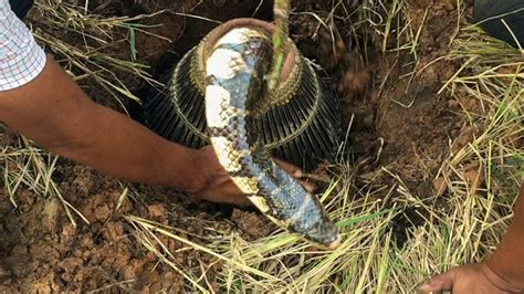 How to Make a Snake Trap Easy 的图像结果